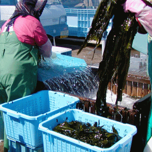 徳用 生わかめ-鳴門産　1kｇ袋入